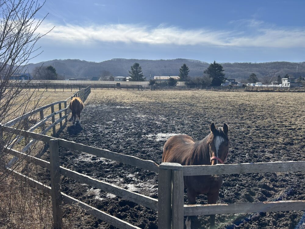 日高の牧場の風景