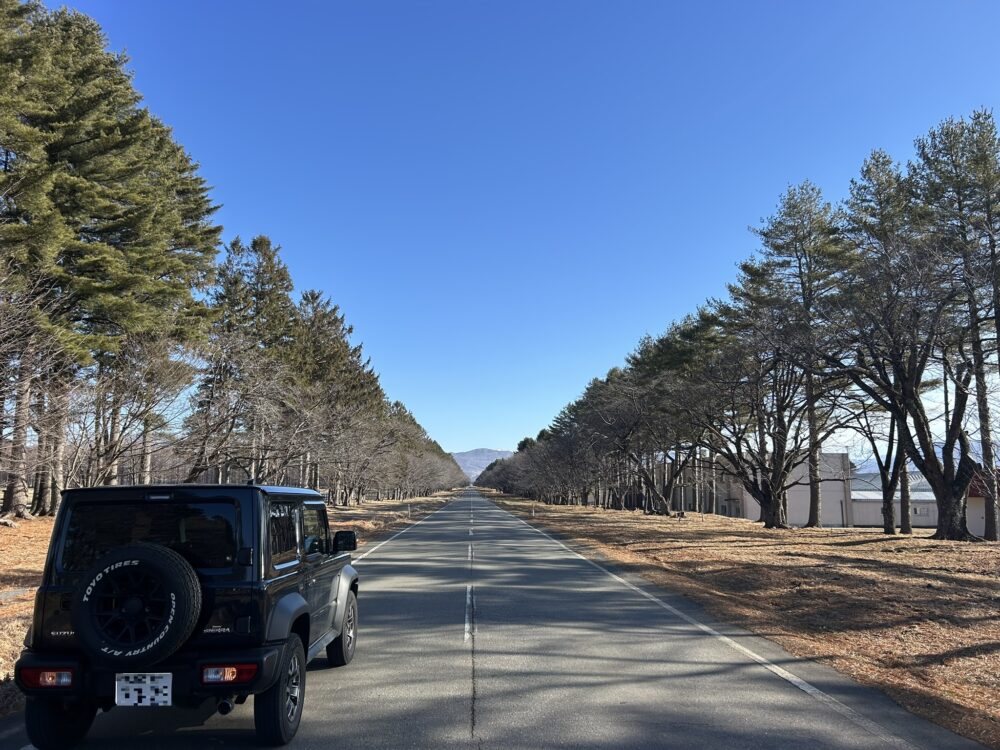 並木全体（車との対比）の風景