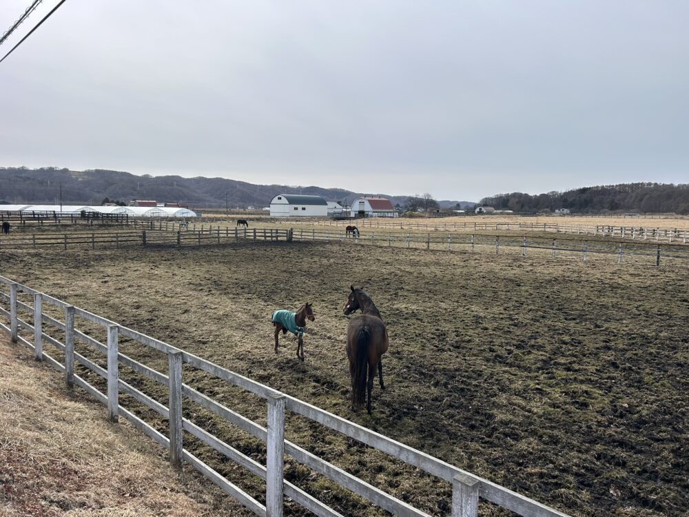 親子で並ぶ仔馬の姿
