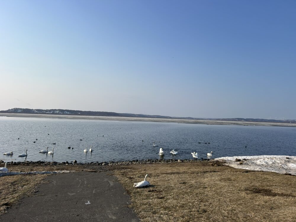 大沼バードハウスの風景画像