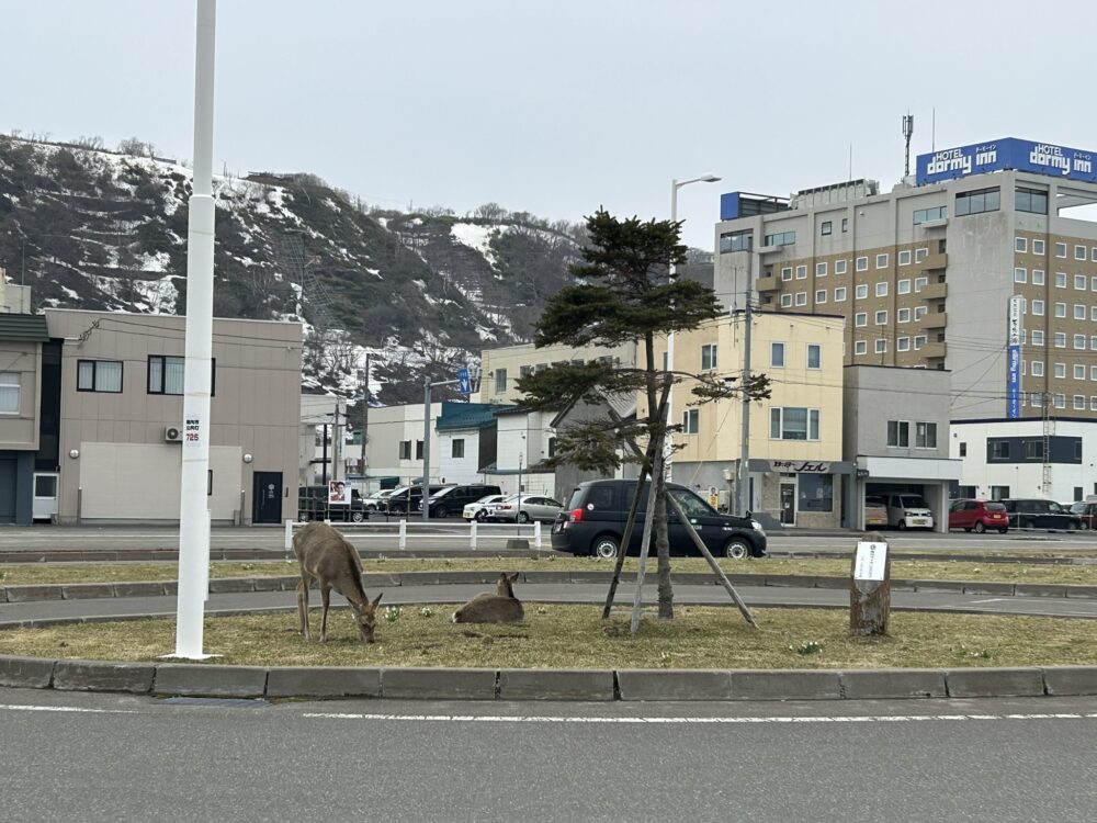 稚内駅前にいた鹿の画像