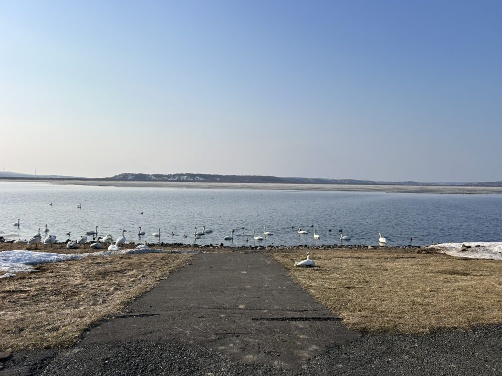 大沼の白鳥の群れ