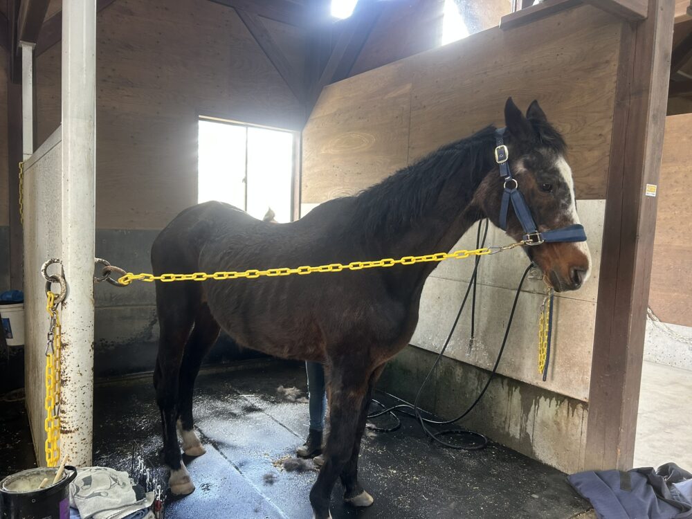 ノーザンホースパークの馬の画像