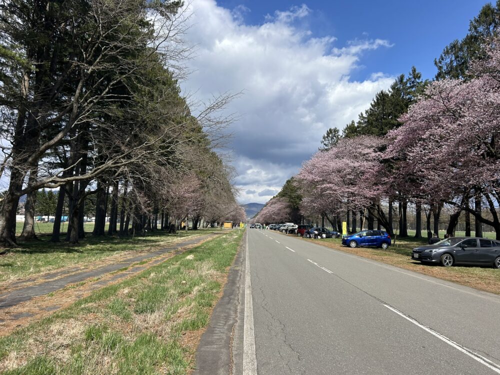 二十間道路桜並木の駐車場の様子