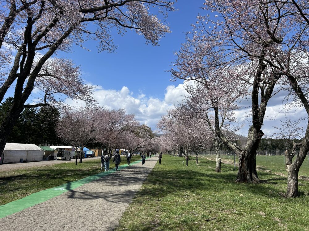 二十間道路桜並木の満開時の様子
