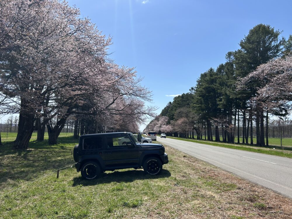 二十間道路桜並木の全景