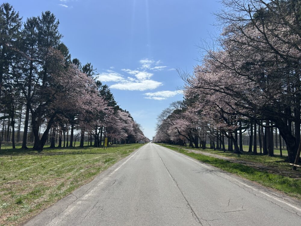 二十間道路桜並木の全景