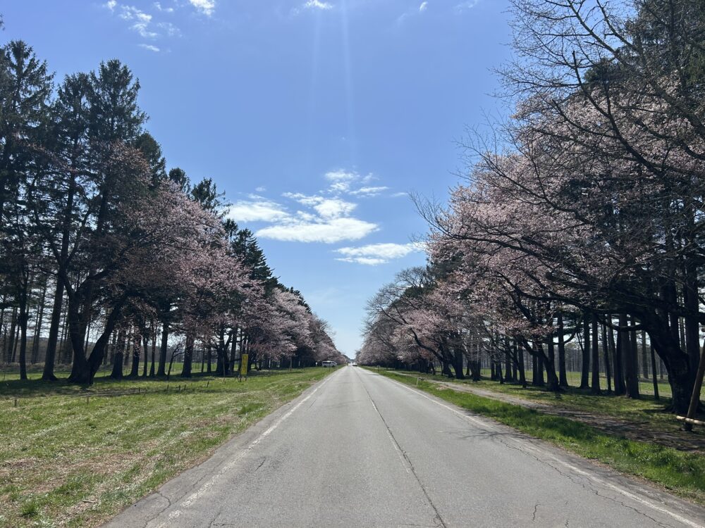 二十間道路桜並木の全景