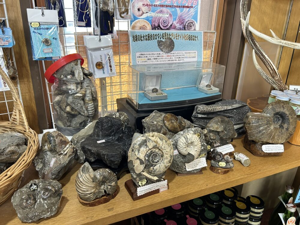 アンモナイトのお土産売り場