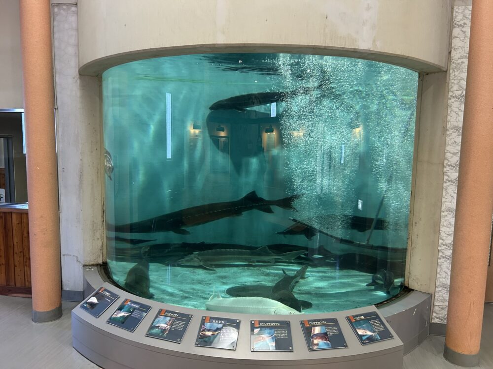 チョウザメ館の館内の様子